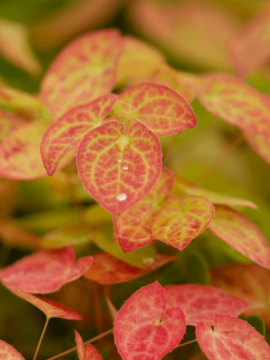 Epimedium rubrum